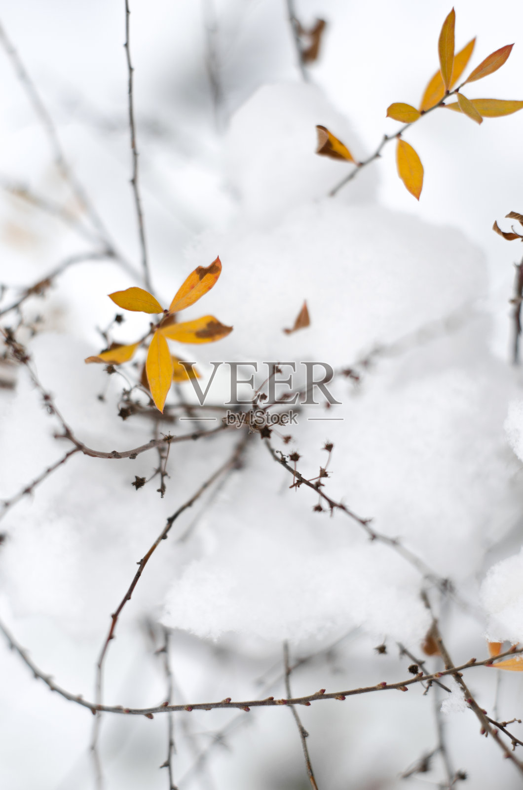 在雪中长着桔黄色叶子的树枝照片摄影图片