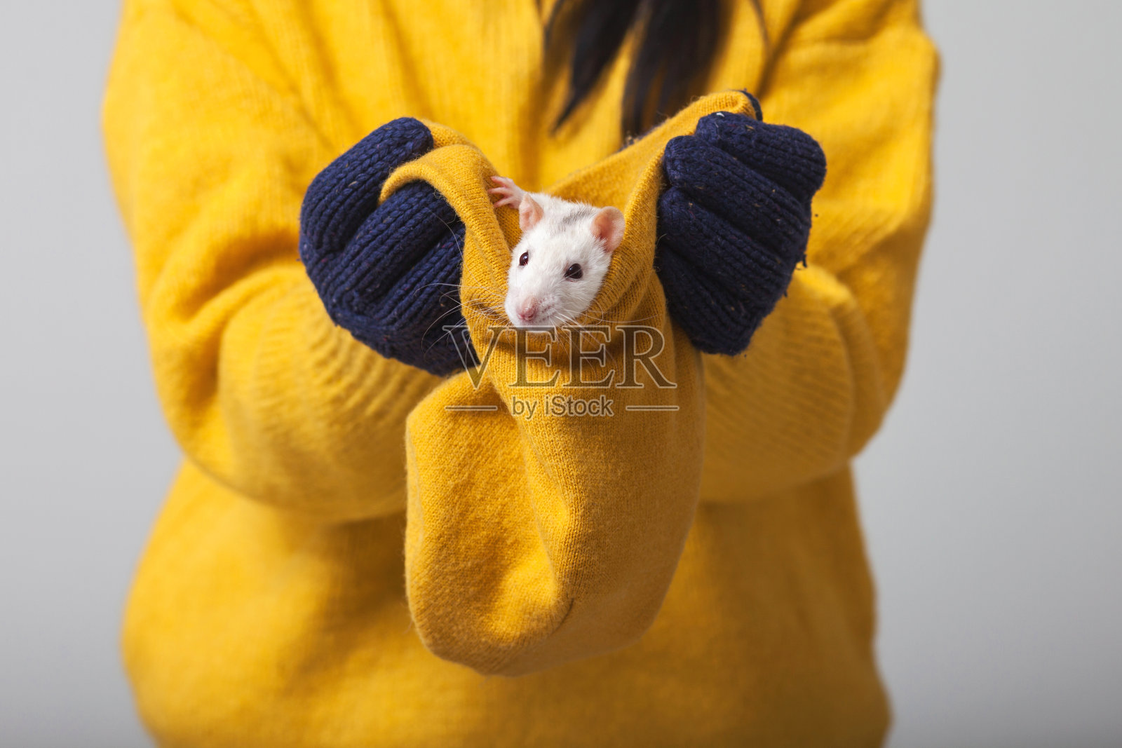 戴着针织帽子的小白鼠。戴着针织手套的手戴着一顶帽子，帽子里坐着一只老鼠。照片摄影图片
