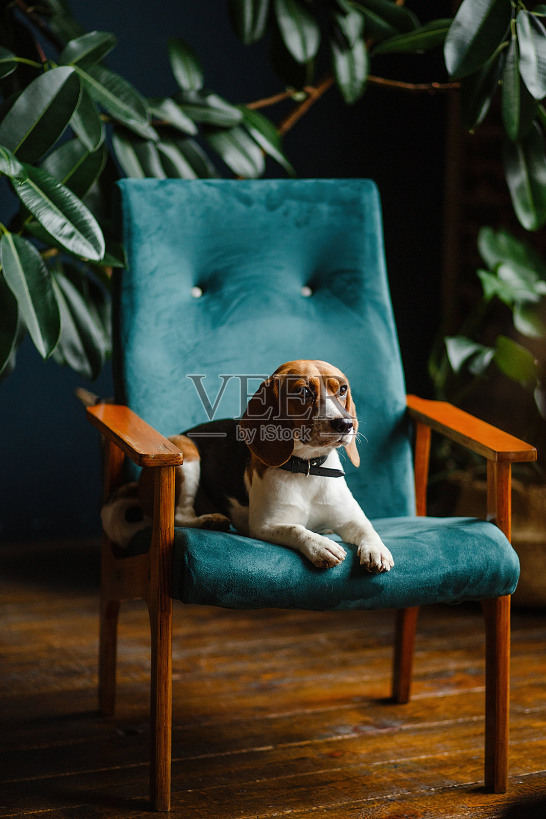 漂亮的小猎犬坐在公寓内部的绿色椅子上照片摄影图片