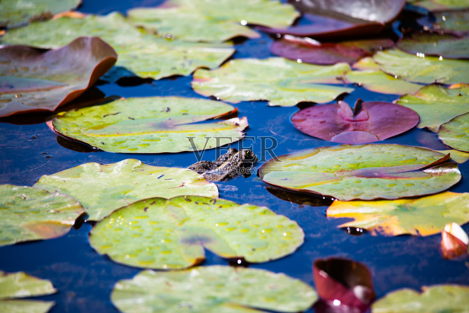 青蛙在花园的池塘里，产卵的季节照片摄影图片
