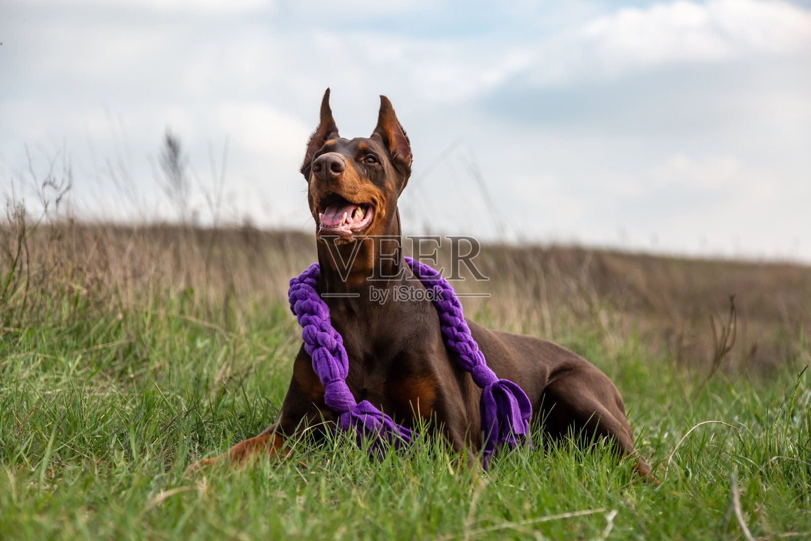 一只棕色的杜宾杜宾狗躺在田野里，身上放着一个紫色的玩具，仔细地向旁边看。水平方向照片摄影图片