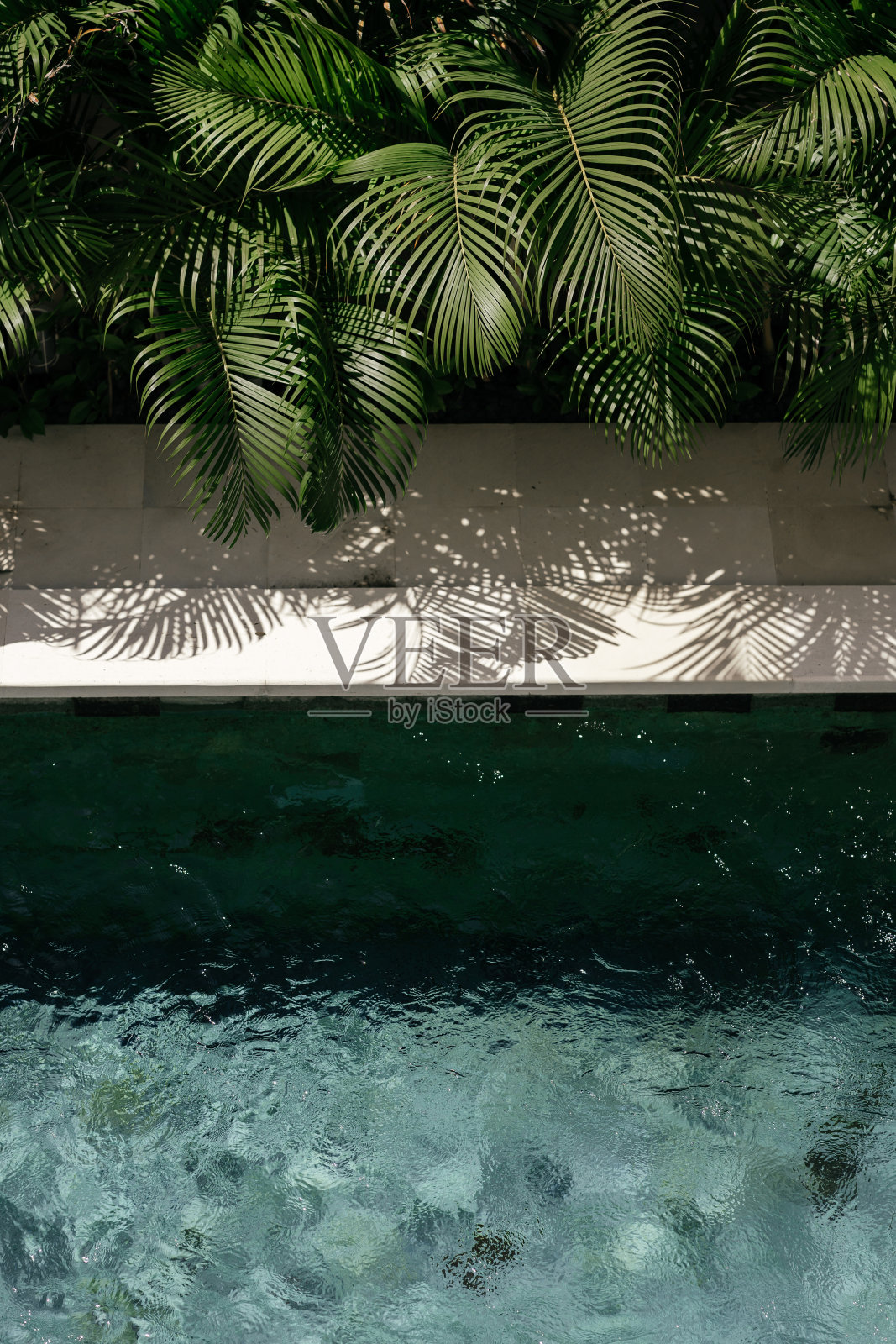 背景与游泳池和棕榈叶照片摄影图片