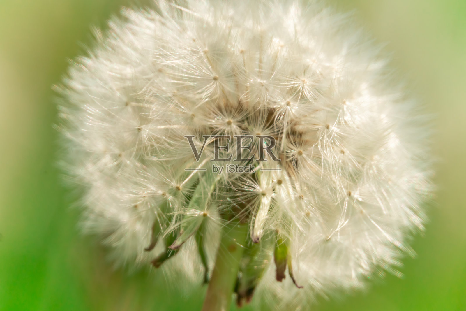 一个白色蒲公英的特写在绿色草地的背景上，微距照片摄影图片
