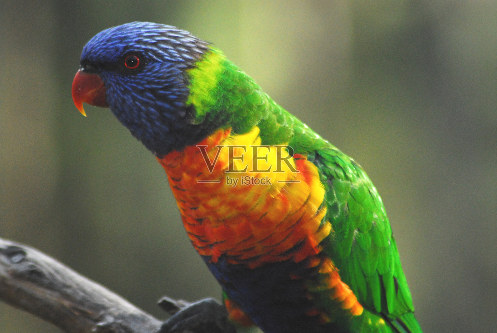 鸟类-澳大利亚-一个野生彩虹鹦鹉的特写照片摄影图片