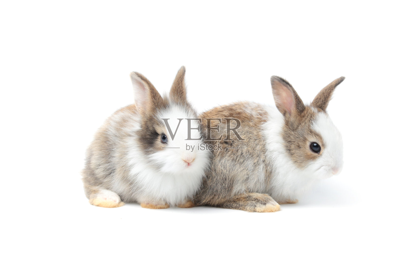 两只可爱的毛茸茸的兔子在白色的背景，可爱的兔子宠物动物肖像照片摄影图片