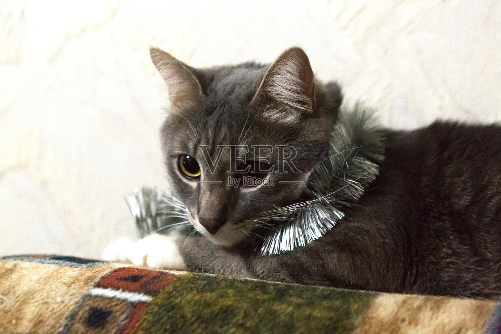 圣诞装饰品中的灰猫，特写照片摄影图片