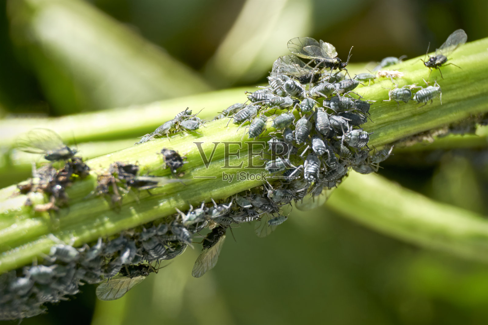 幼嫩植物茎上的深灰色蚜虫照片摄影图片