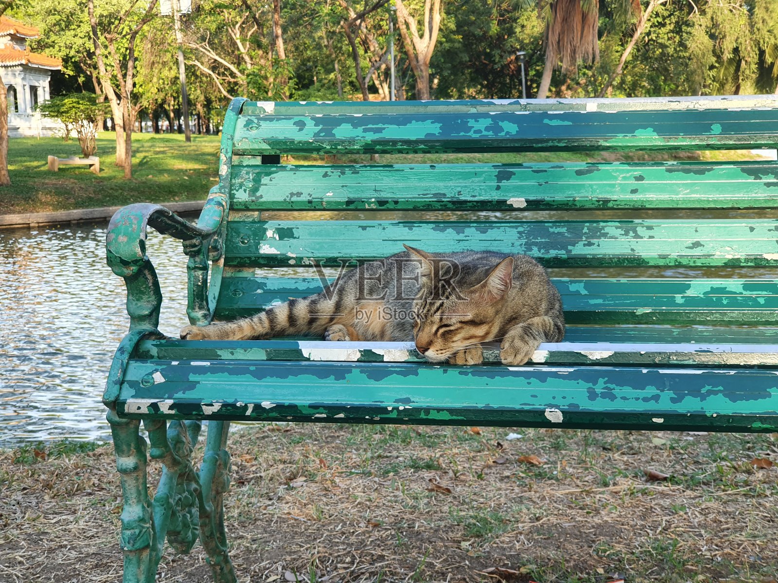 可爱的猫睡在绿色的椅子上照片摄影图片