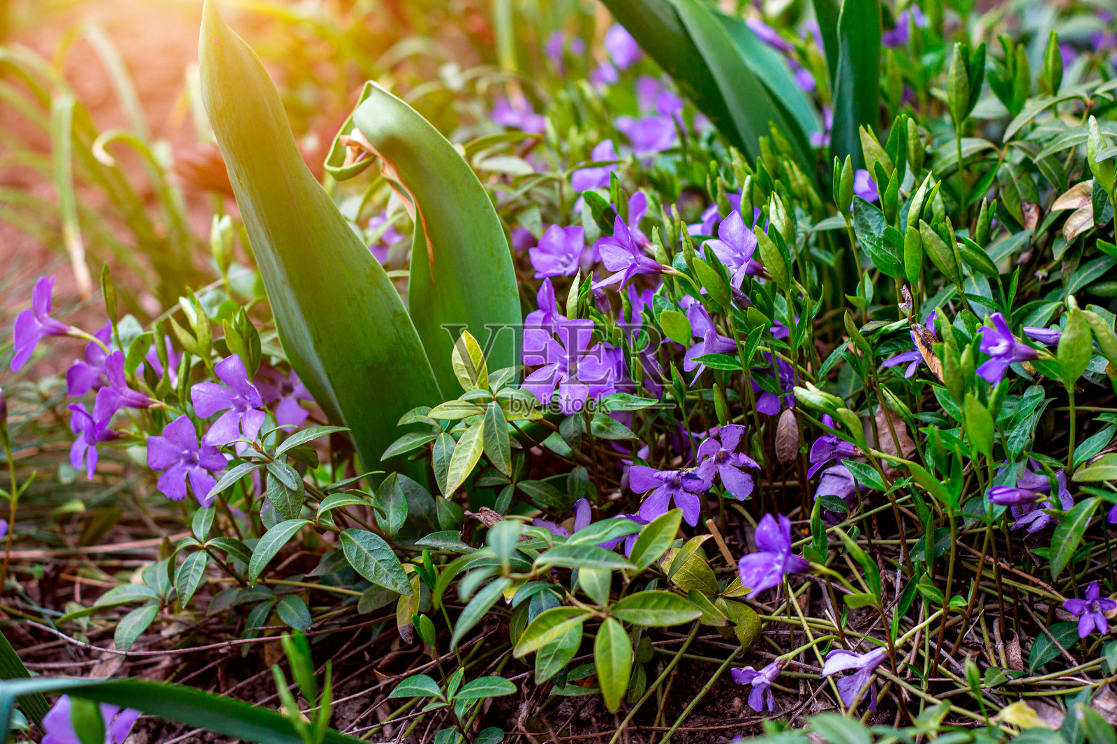 亮蓝色的长春花(主要的长春花)在绿色的叶子背景在春天的花园近距离照片摄影图片