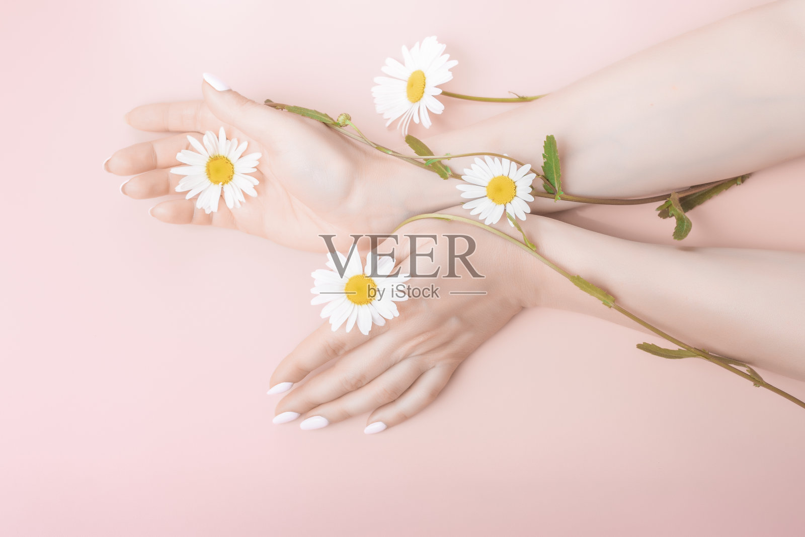 女人的手在一个优雅的位置上的粉红色背景洋甘菊。天然化妆品，手部护肤理念照片摄影图片