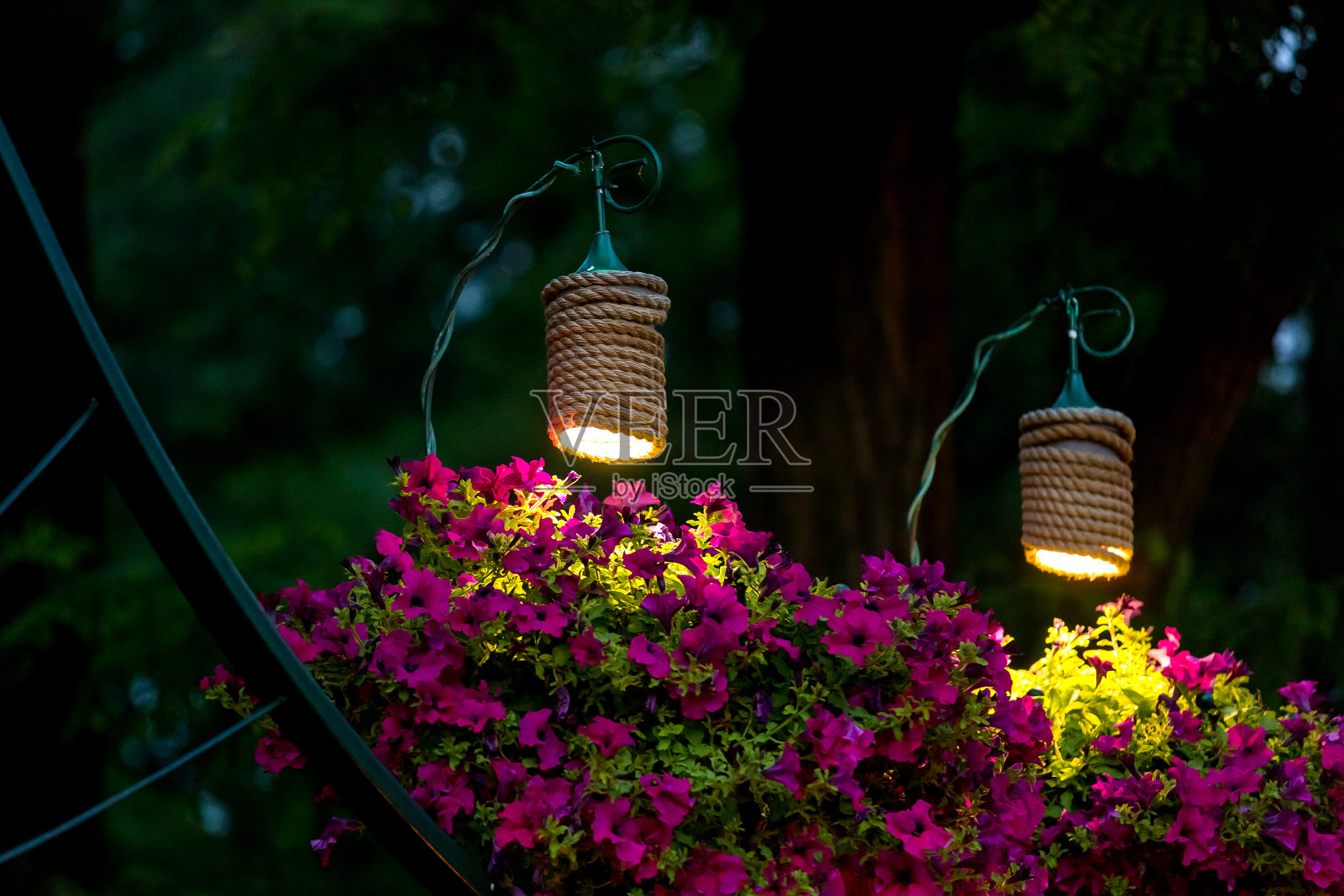 两盏装饰灯笼用于照明挂着矮牵牛花的花盆在后院的傍晚花园，一个近景的夜景美化无人。照片摄影图片