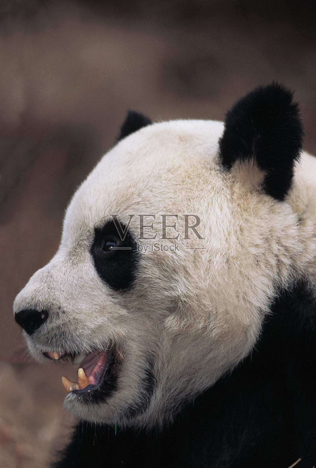 中国卧龙保护区大熊猫成年写真照片摄影图片