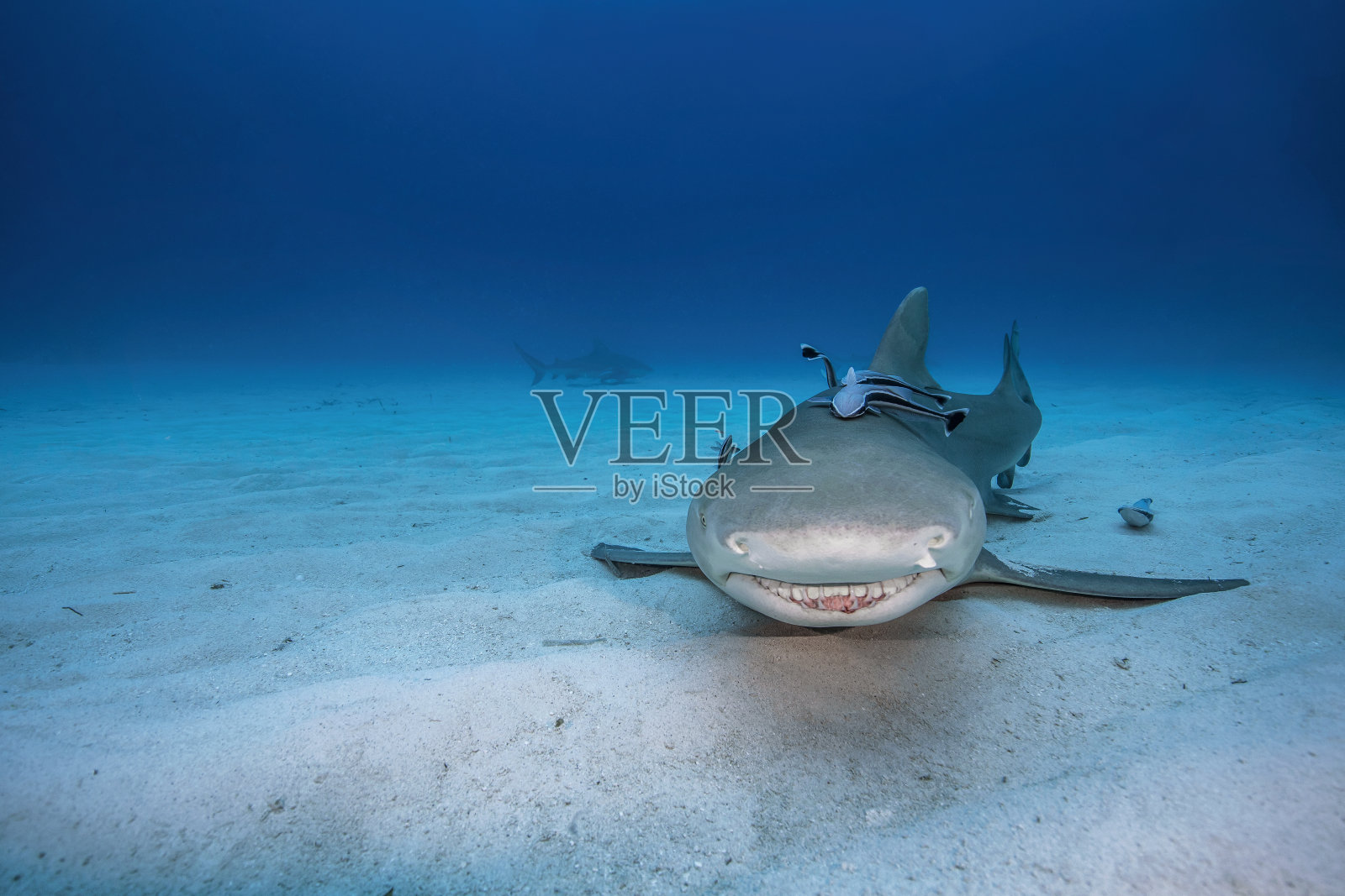 柠檬鲨对着照片微笑。照片摄影图片