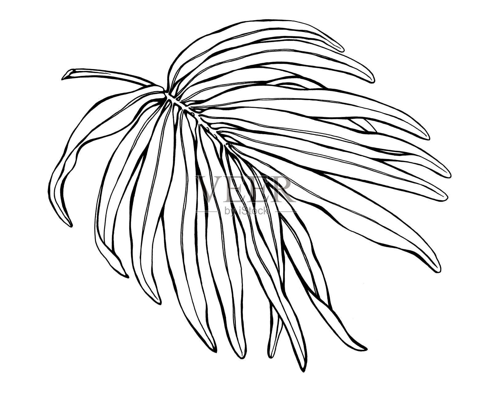 异国情调的热带棕榈叶。黑白轮廓插图手绘工作孤立在白色背景。设计元素图片