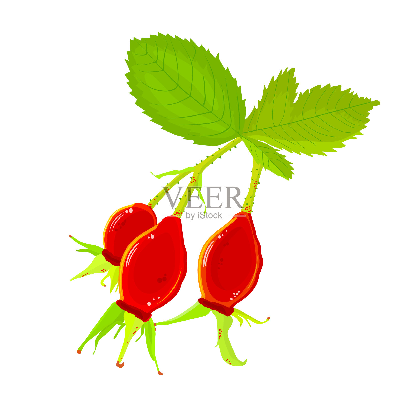 白色背景上孤立的带有红色浆果的蔷薇状枝。设计元素图片