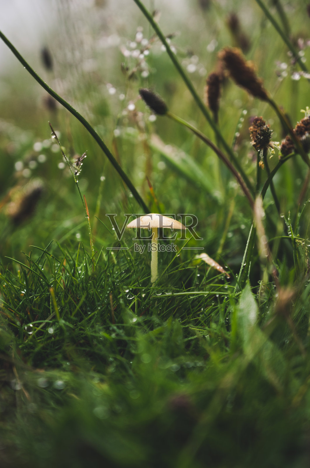 湿草丛里的一株蘑菇照片摄影图片