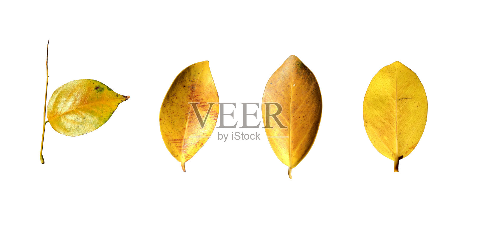黄色叶子孤立设置在白色背景，剪切路径插画图片素材