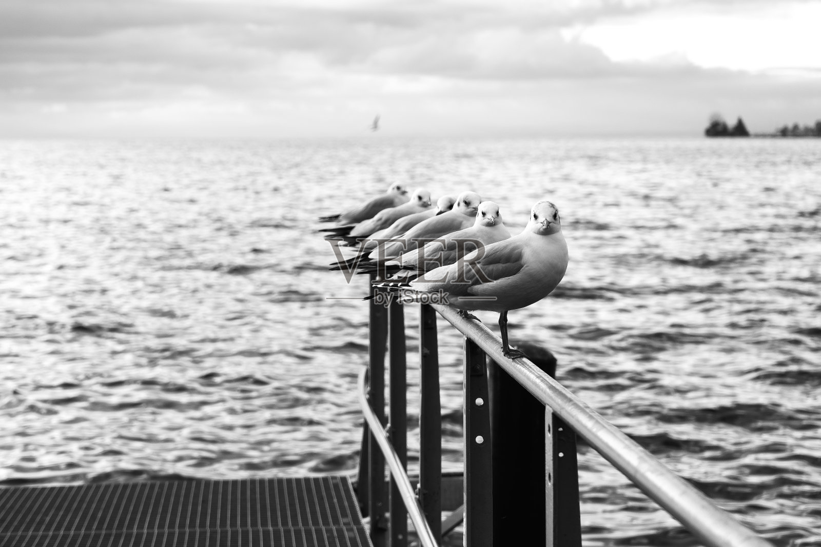 海鸥坐在岸边的码头上，表情丰富地看着镜头，靠近湖泊或大海，日落时在码头上，水面上波浪起伏。黑白照片。照片摄影图片