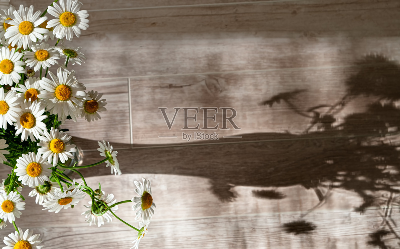 雏菊或洋甘菊花束与花瓶在木质背景上的阴影形成对比。前视图。自由空间。照片摄影图片