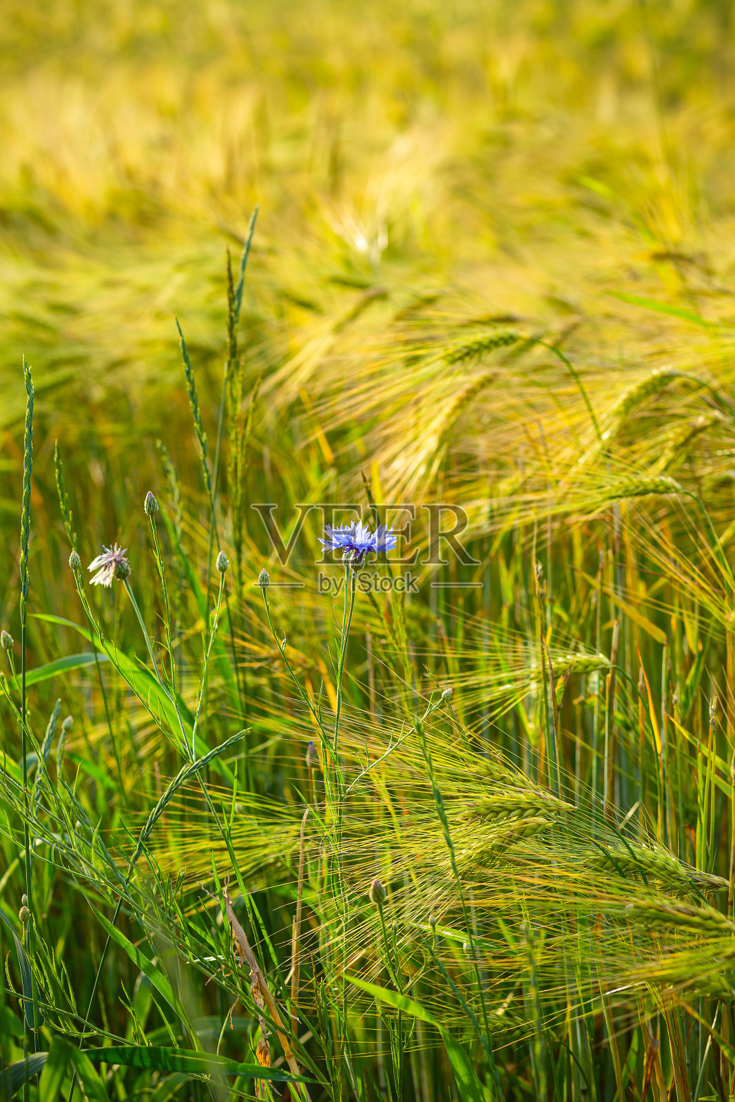 麦田里的矢车菊蓝花。乡村生活。回归自然。野花。垂直格式照片摄影图片