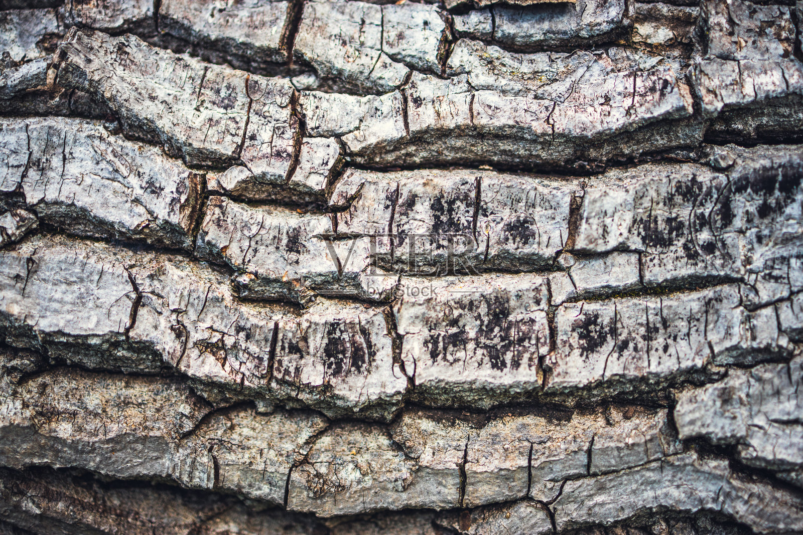 木树皮。作为纹理背景的老树表面照片摄影图片