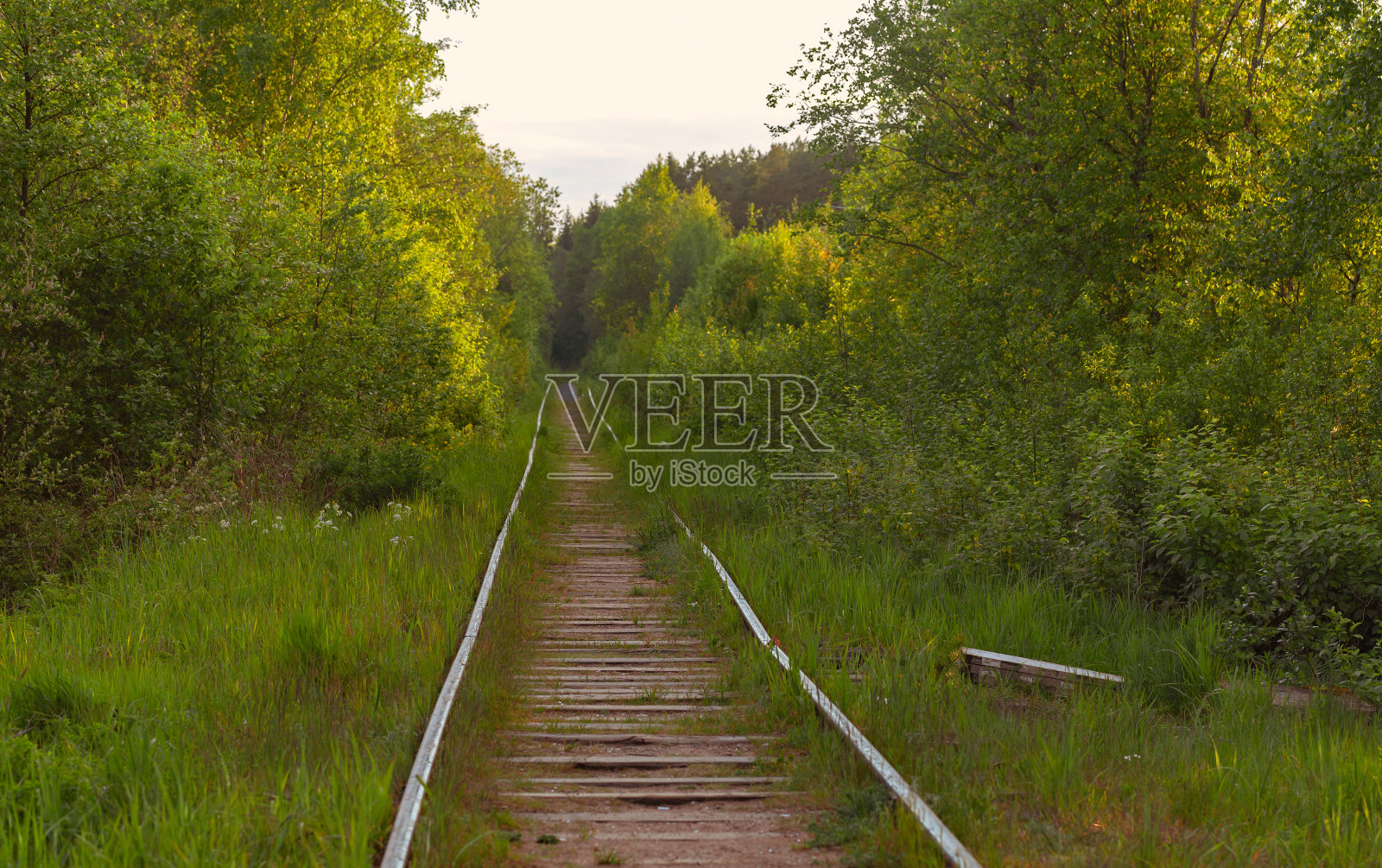 空的旧铁路穿过森林照片摄影图片