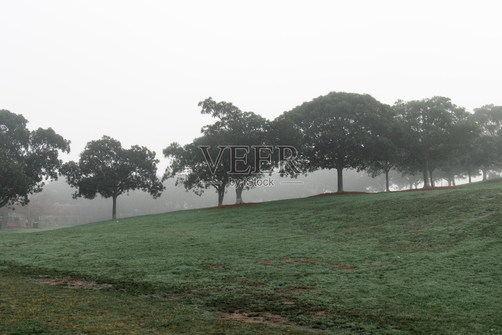 雾蒙蒙的树视图照片摄影图片