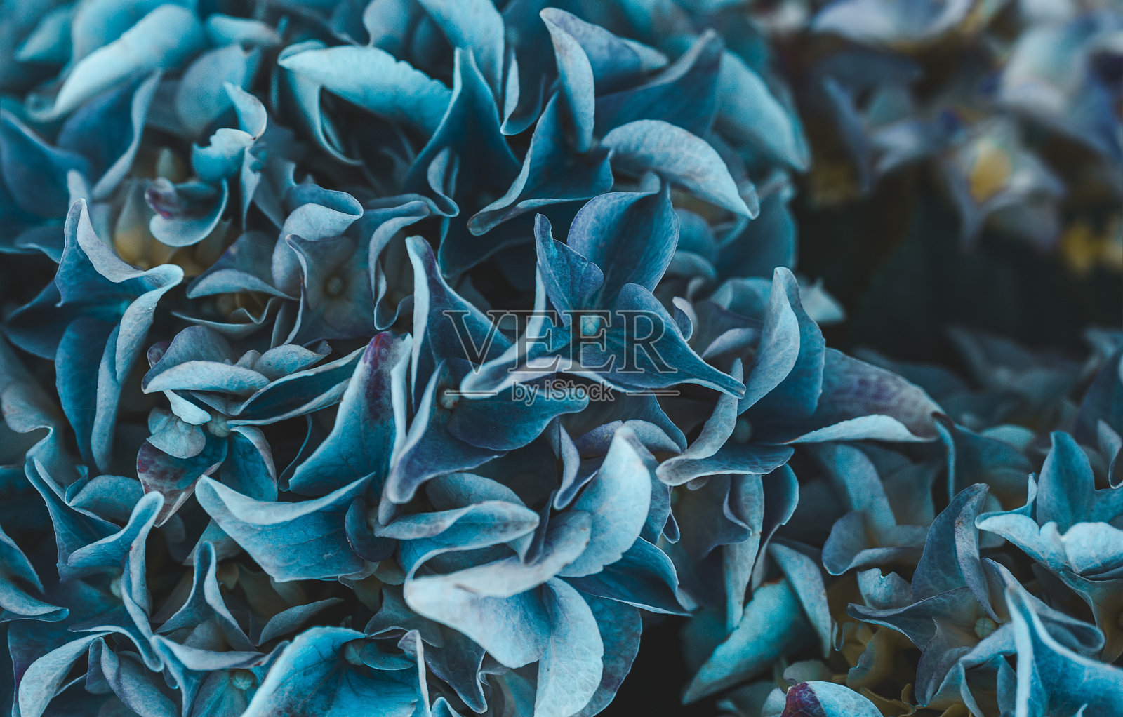 盛开的蓝色绣球特写。亲近自然。Cottagecore美学。垂直格式照片摄影图片