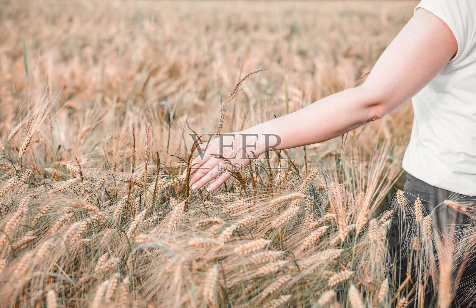 一个女孩手里拿着麦穗。农村。节奏缓慢的生命。Cottagecore美学。重新与自然照片摄影图片