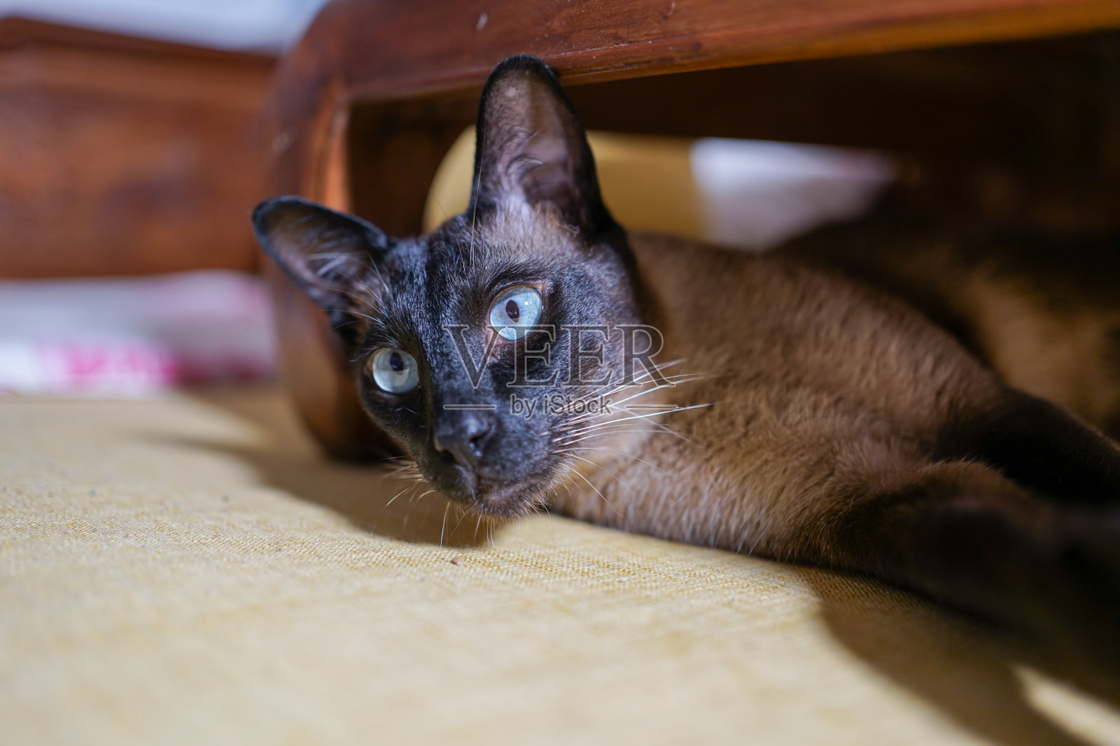 一只暹罗猫躺在木桌下照片摄影图片