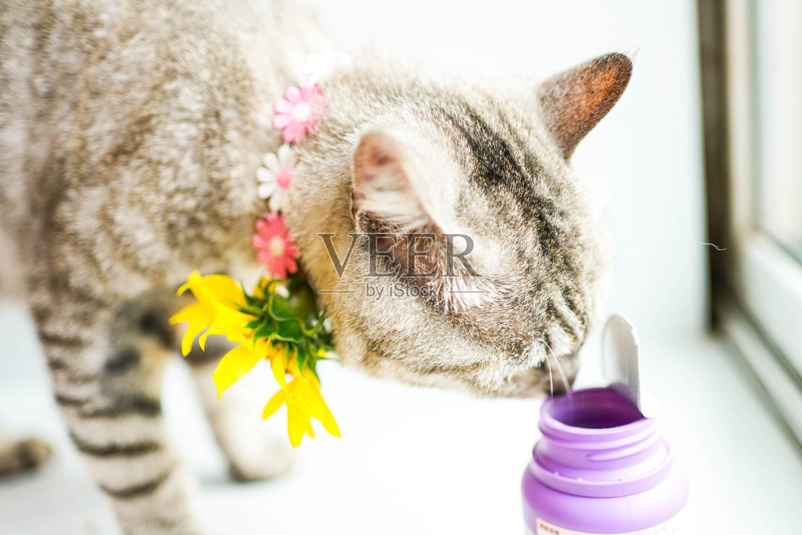 虎斑猫和粉色塑料药瓶照片摄影图片