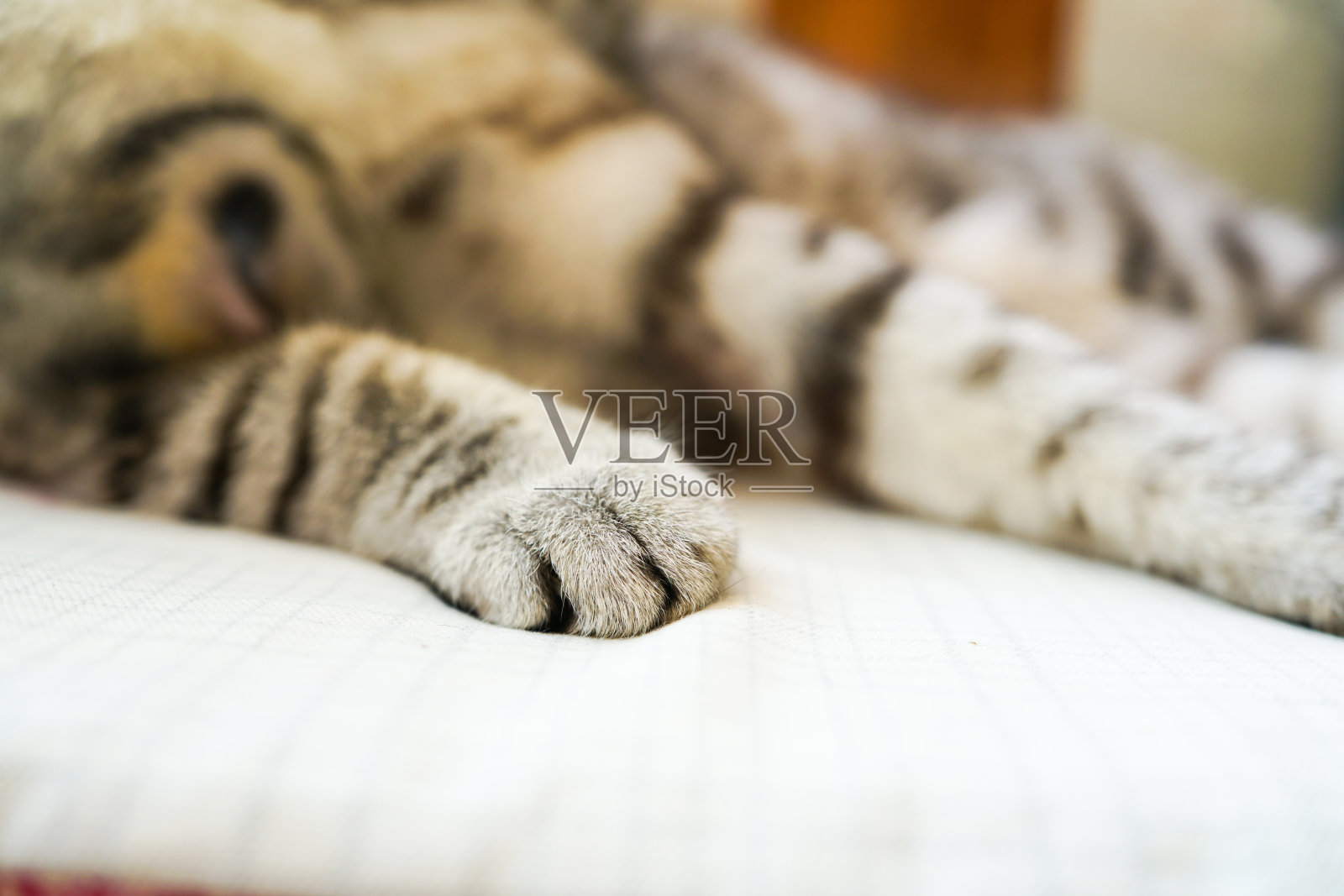 一只虎斑猫的爪子放在它的肚子上照片摄影图片