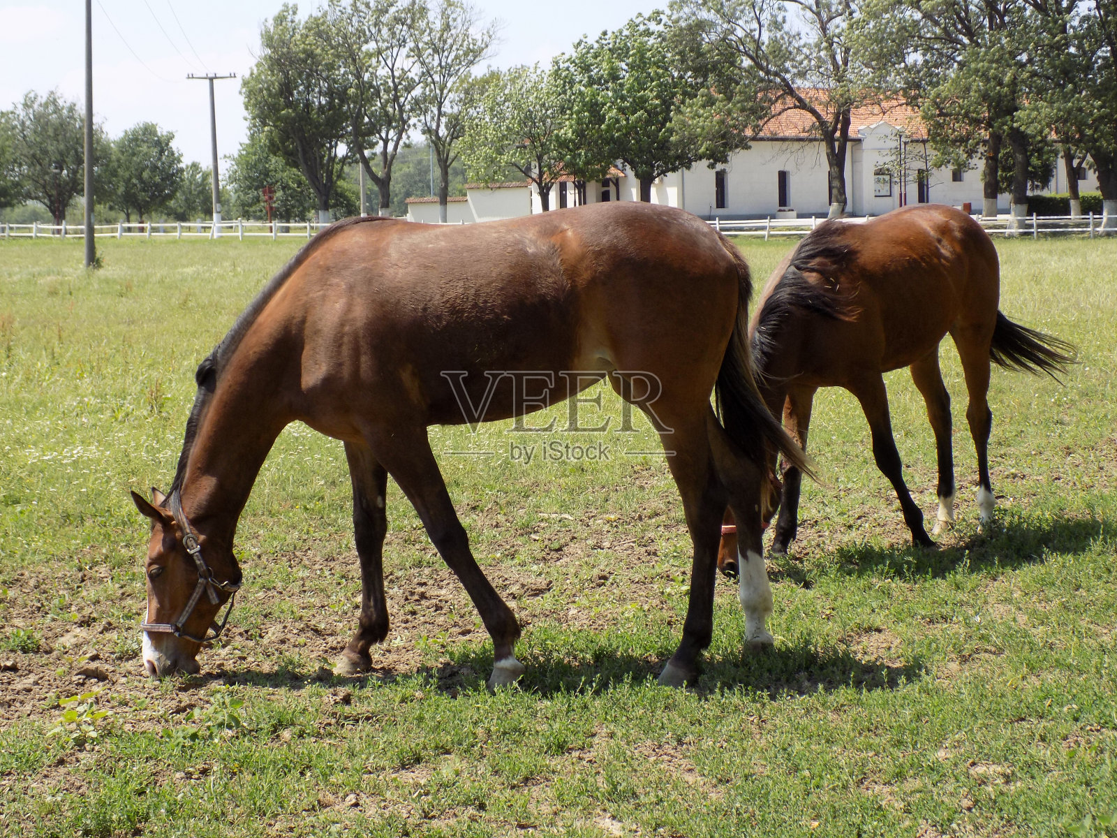 两匹棕色的马在畜栏里吃草照片摄影图片