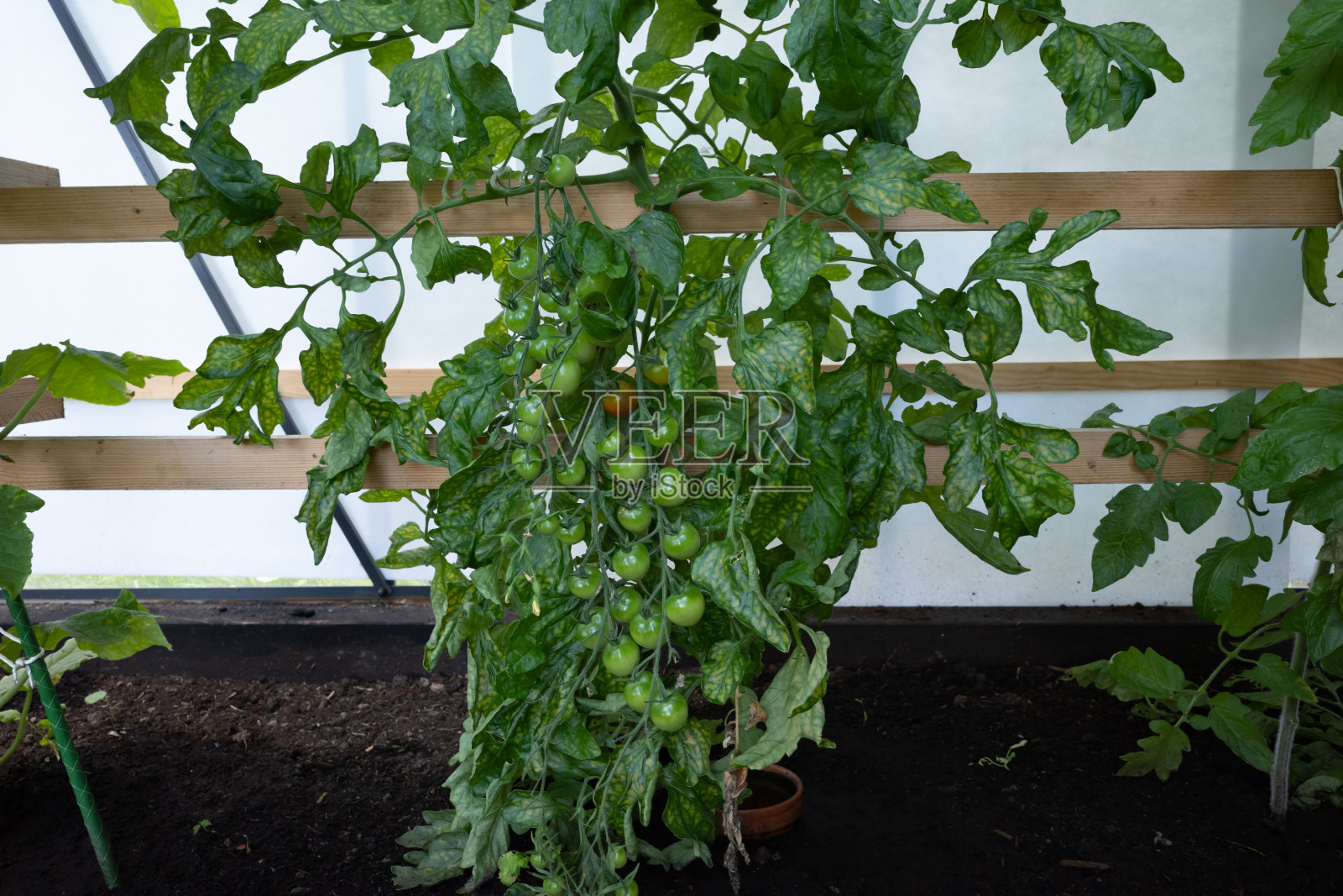 温室里的番茄植株上挂着一些绿色的番茄照片摄影图片