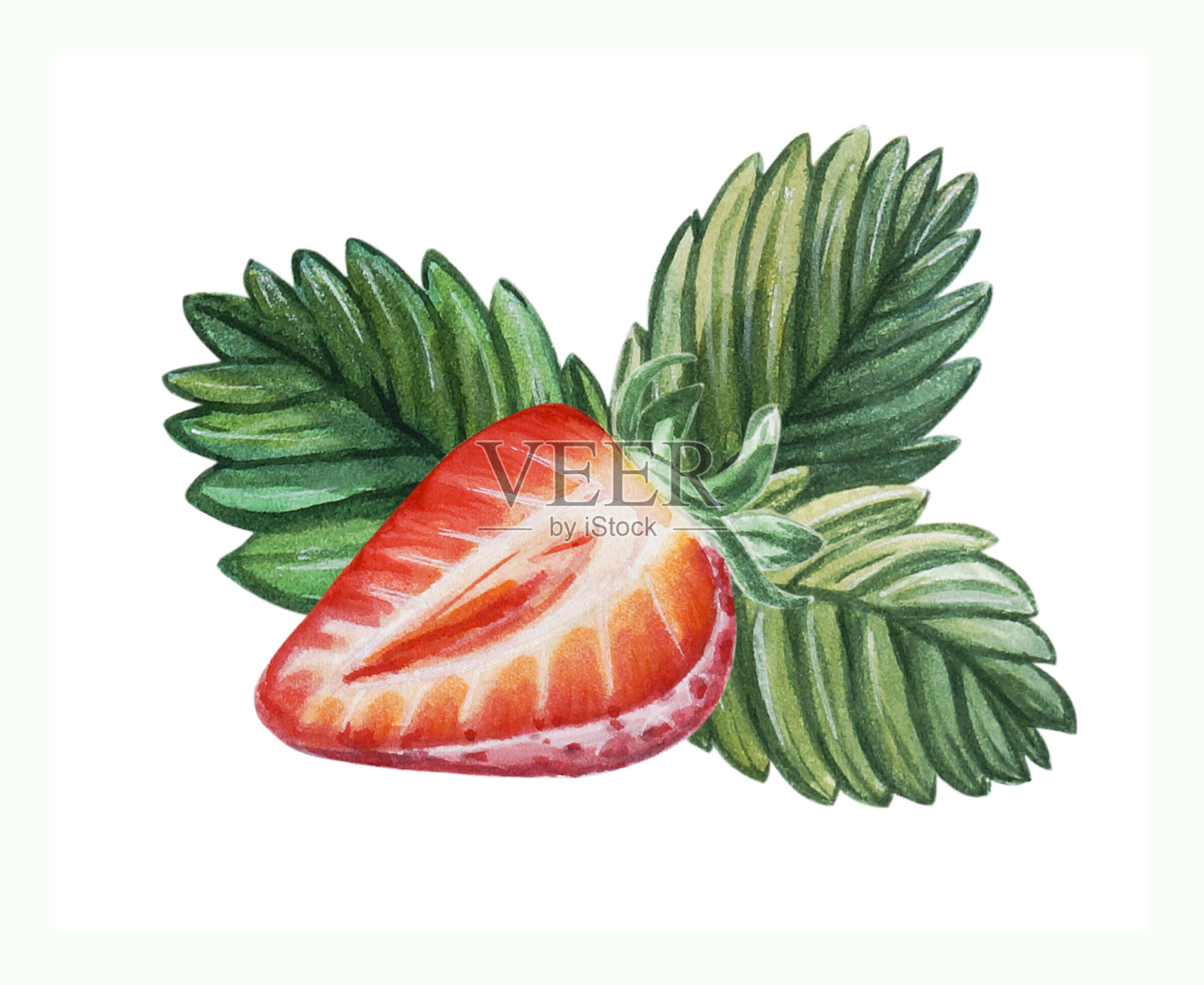 水彩红多汁的半浆果草莓叶。手绘食物插图。水果打印。标志设计。插画图片素材