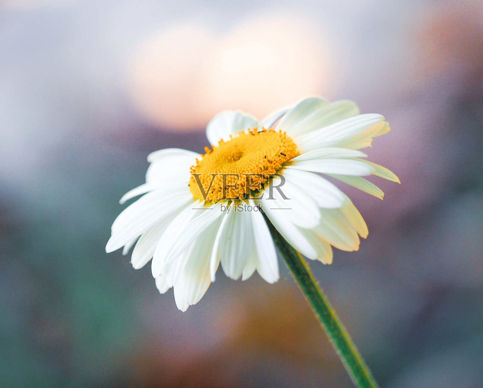 一个美丽的雏菊照片摄影图片