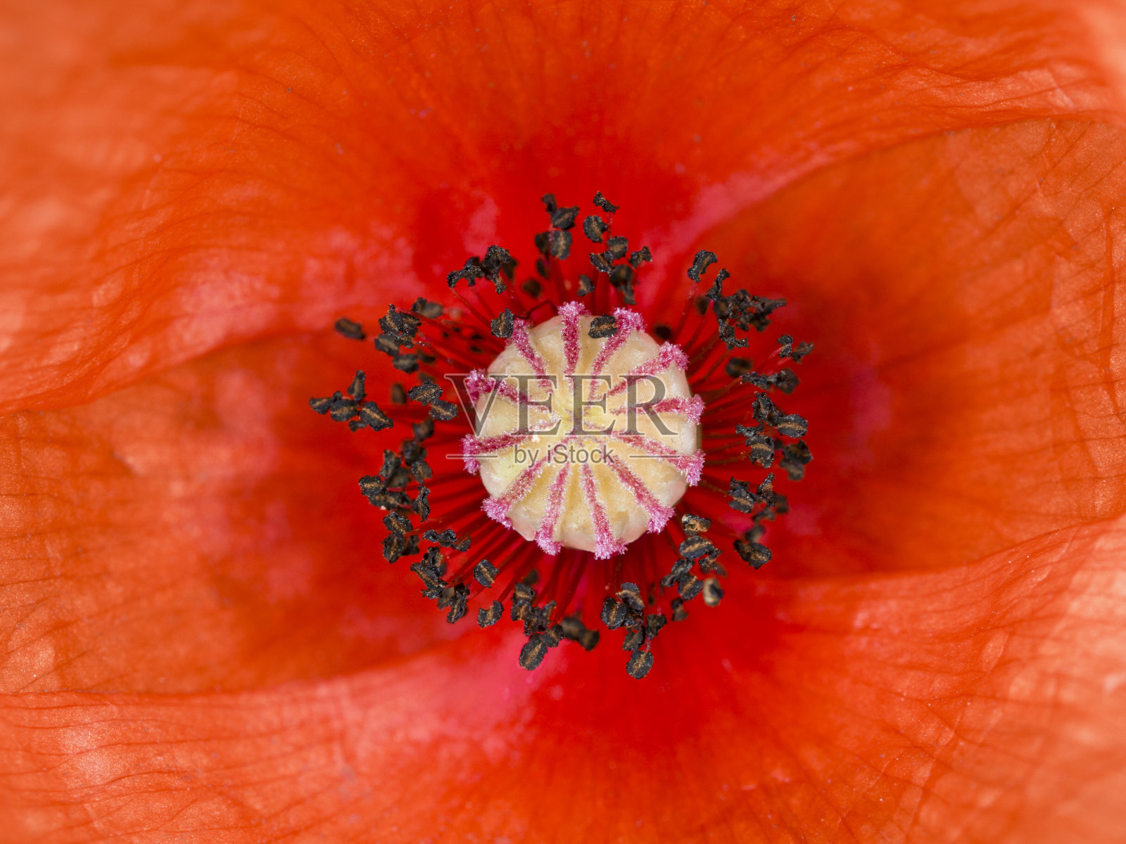 罂粟花的内部照片摄影图片