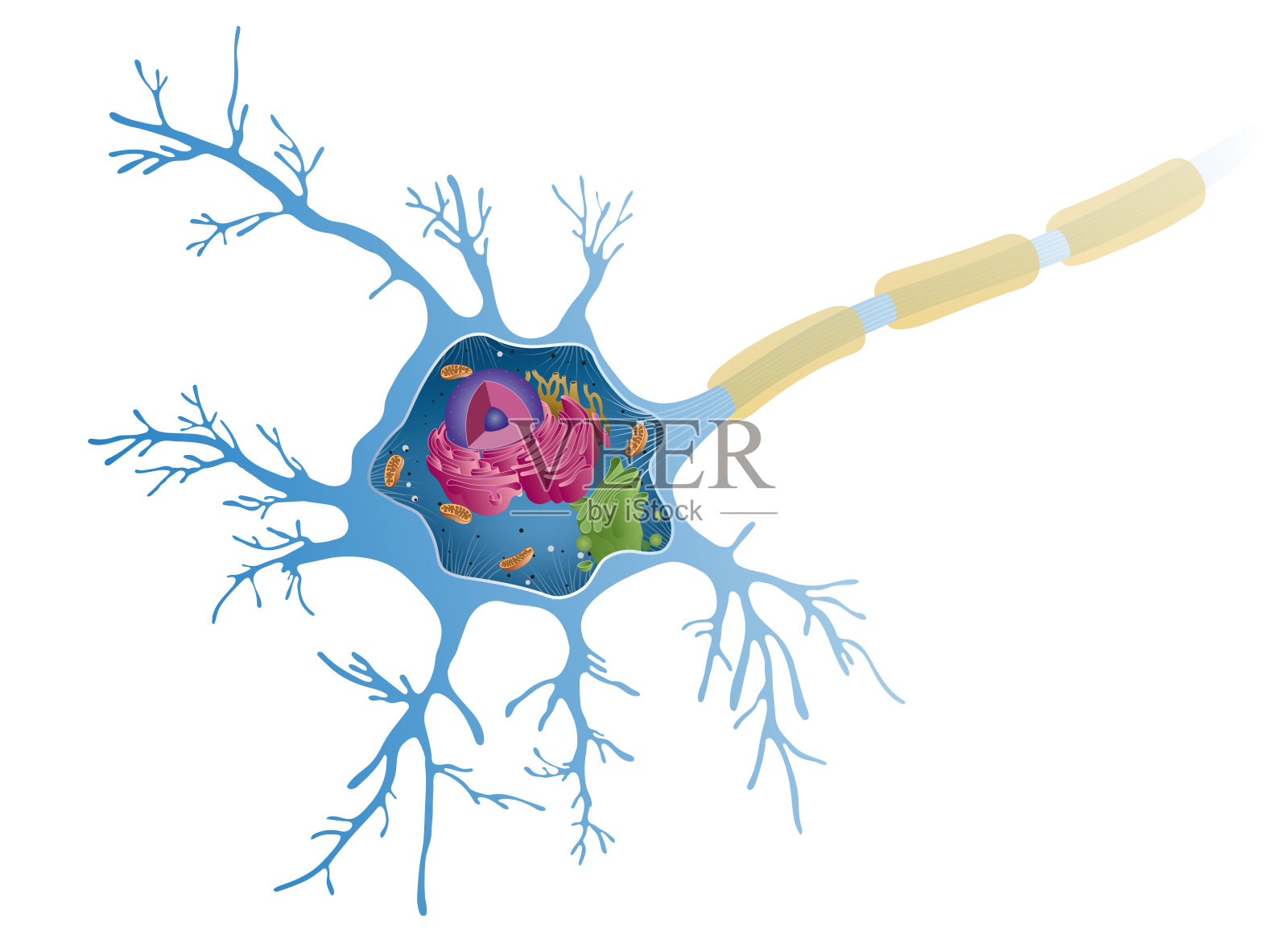 神经解剖学插画图片素材