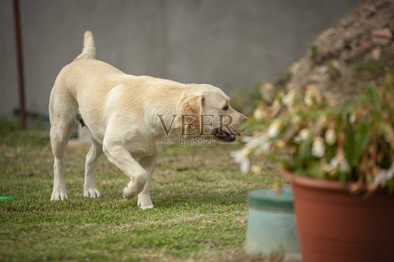 拉布拉多狗在乡下玩耍照片摄影图片