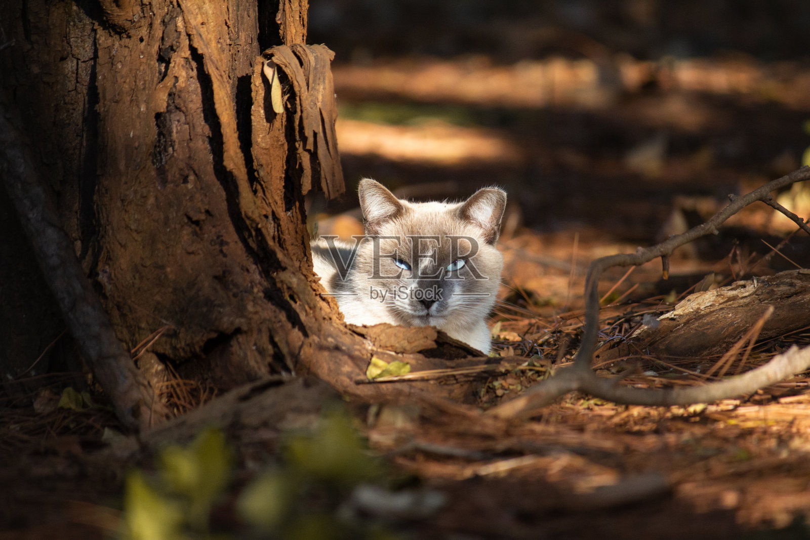 暹罗猫躺在树根上照片摄影图片