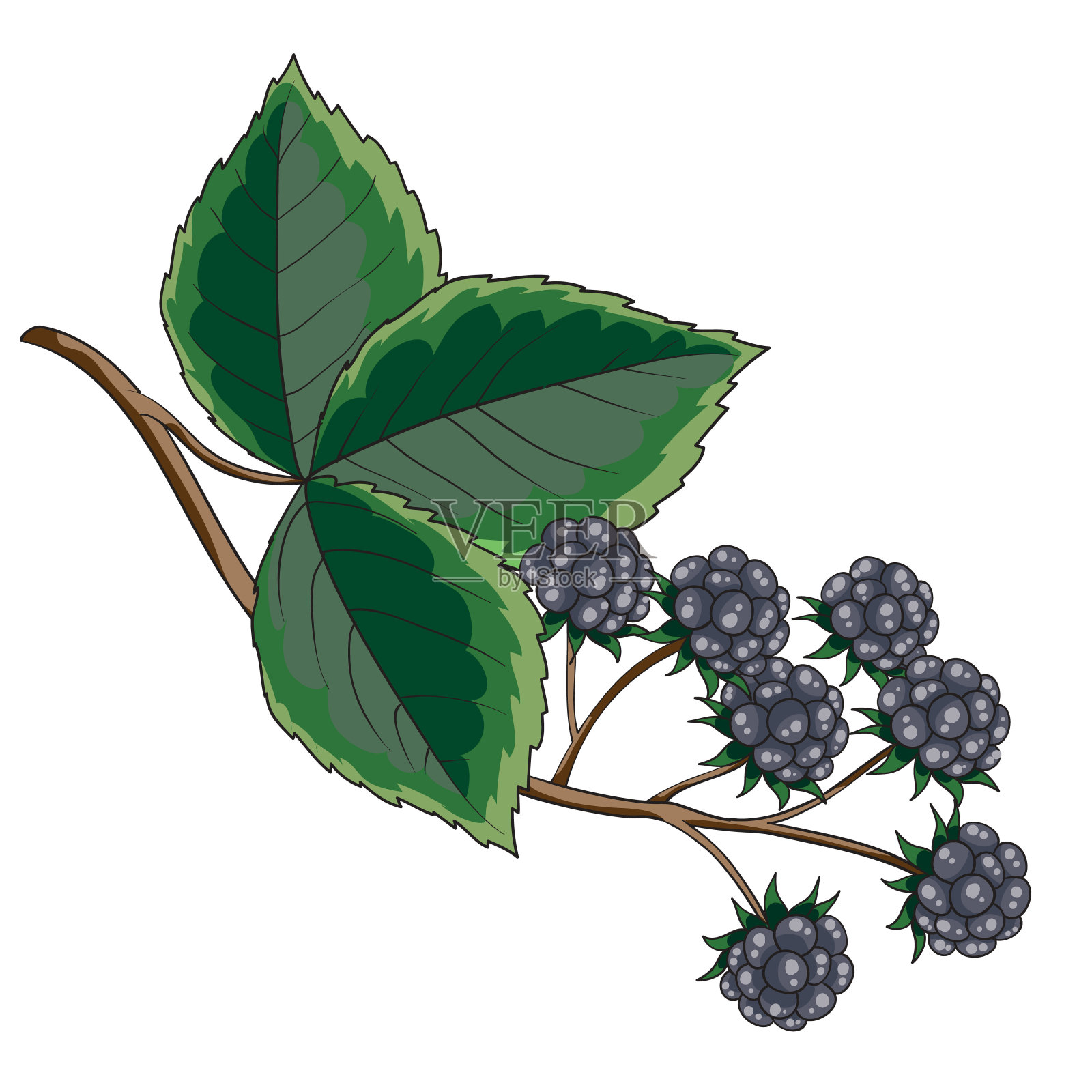 带绿叶的黑莓灌木，白色背景上孤立的物体，矢量插图，插画图片素材