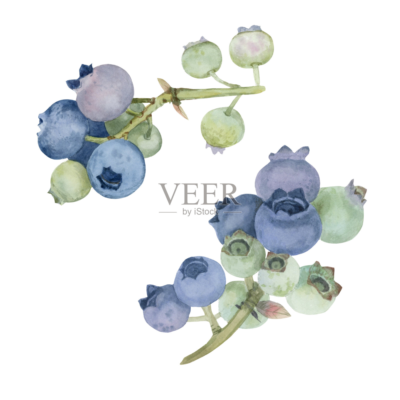 蓝莓孤立在白色背景，水彩，植物插图。插画图片素材