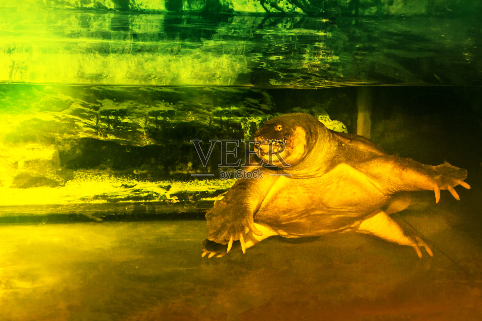 动物乌龟在水里游泳照片摄影图片