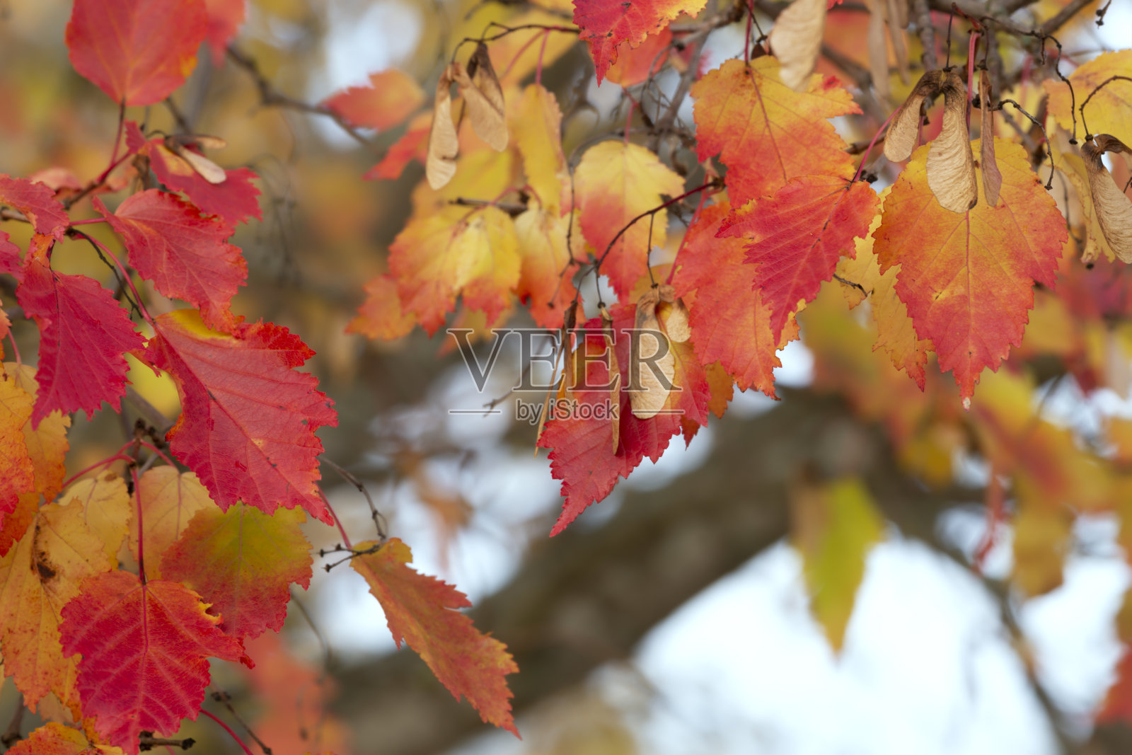 秋天枫叶的颜色照片摄影图片