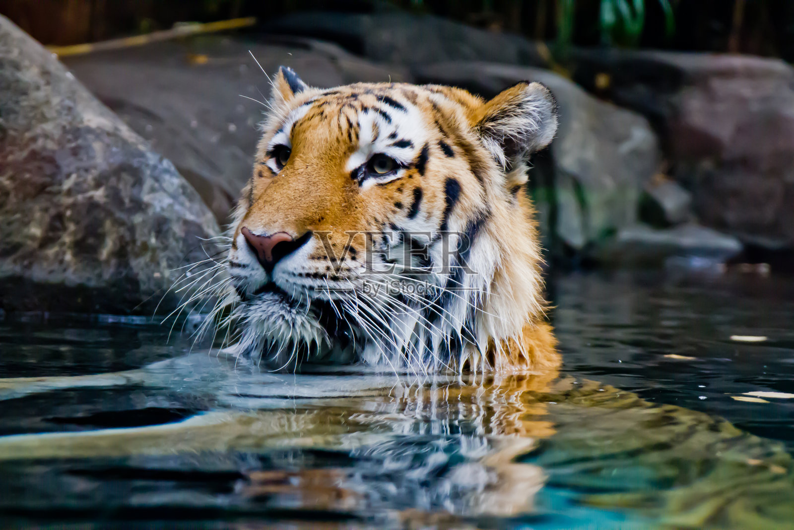 游泳的老虎照片摄影图片