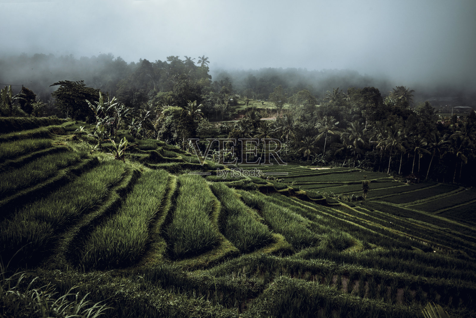 印度尼西亚巴厘岛的雾天和稻田照片摄影图片