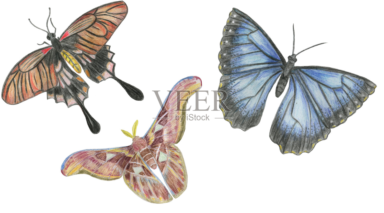 三只蝴蝶插画图片素材