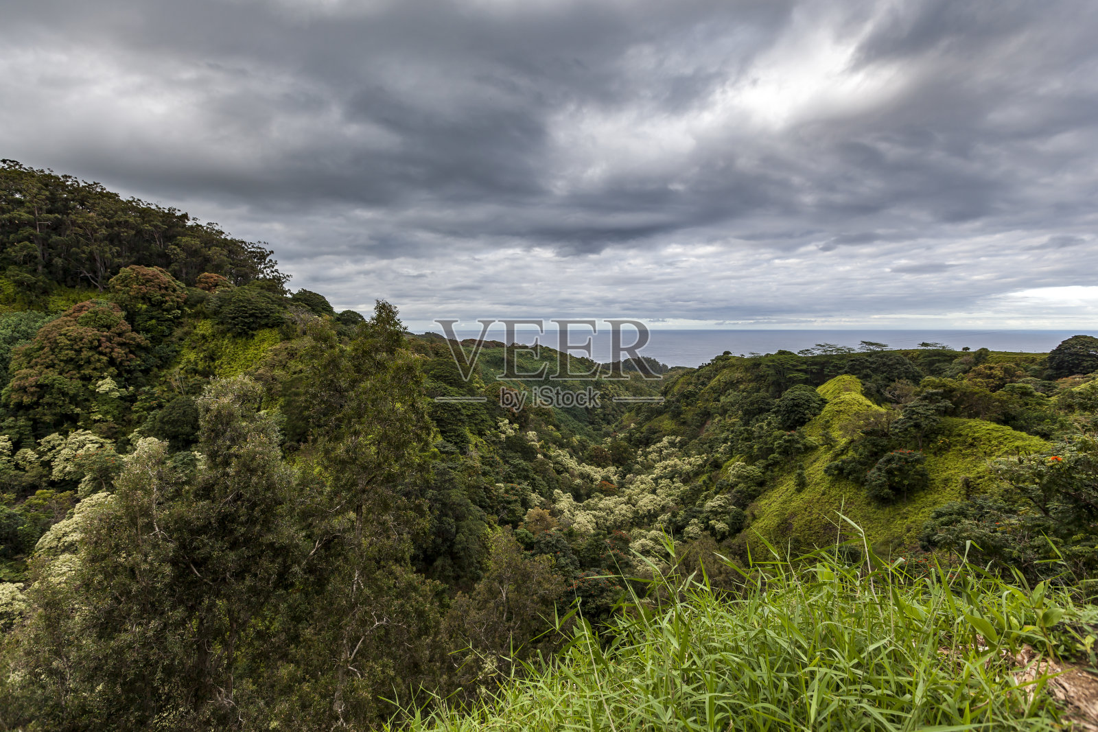 夏威夷热带雨林植被照片摄影图片