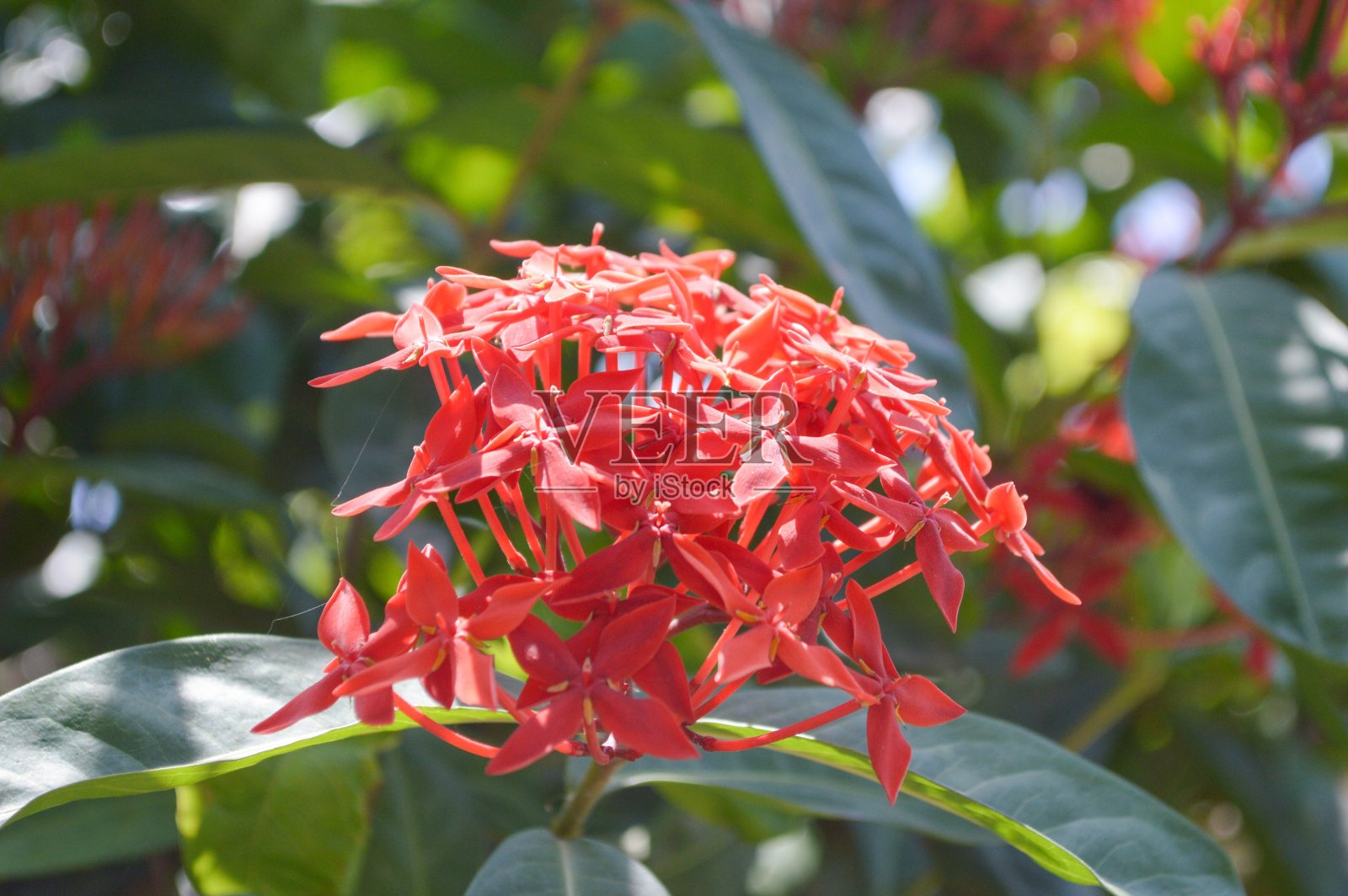 红瓢虫花在自然花园照片摄影图片