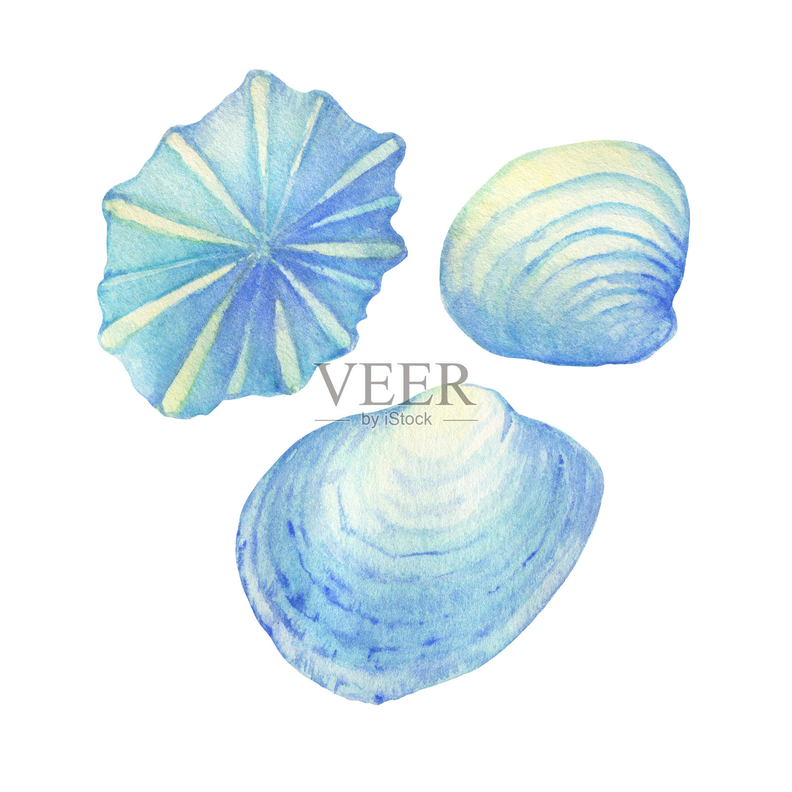 水下生物的插图-蓝色贝壳，海洋设计。水彩手绘插图孤立的白色背景。设计元素图片